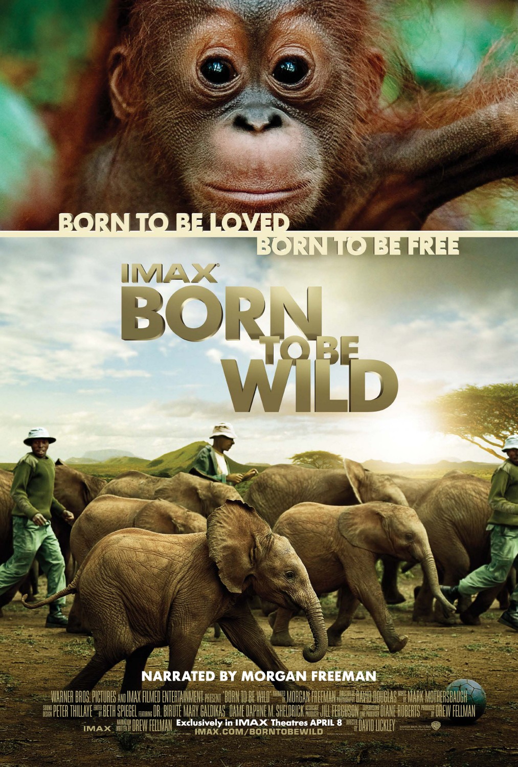 Extra Large Movie Poster Image for Born to Be Wild 