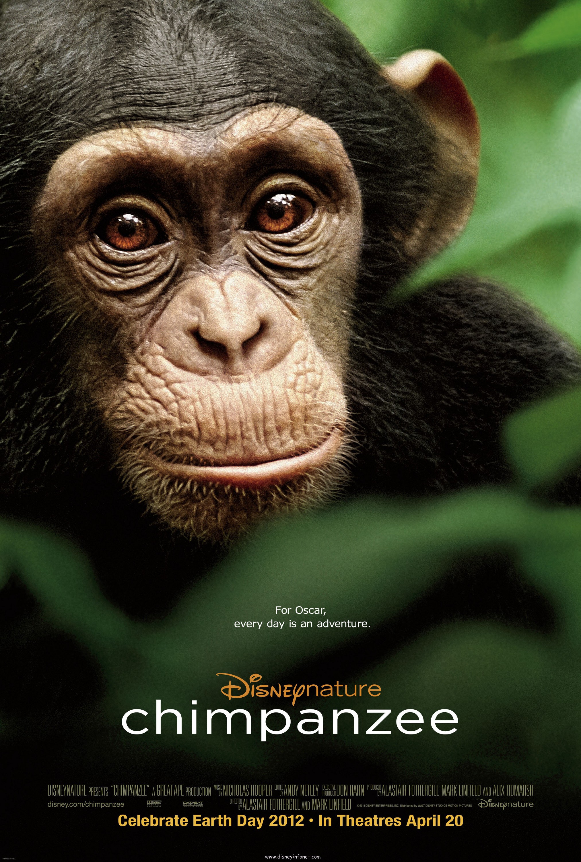 Mega Sized Movie Poster Image for Chimpanzee 