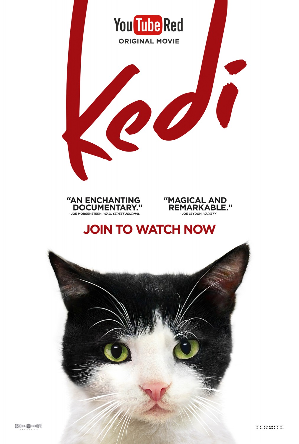 Extra Large Movie Poster Image for Kedi (#8 of 13)