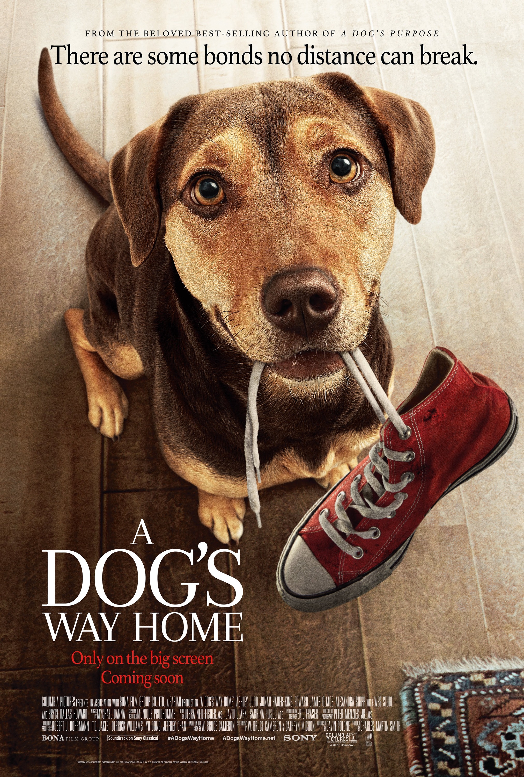 Mega Sized Movie Poster Image for A Dog's Way Home (#2 of 9)