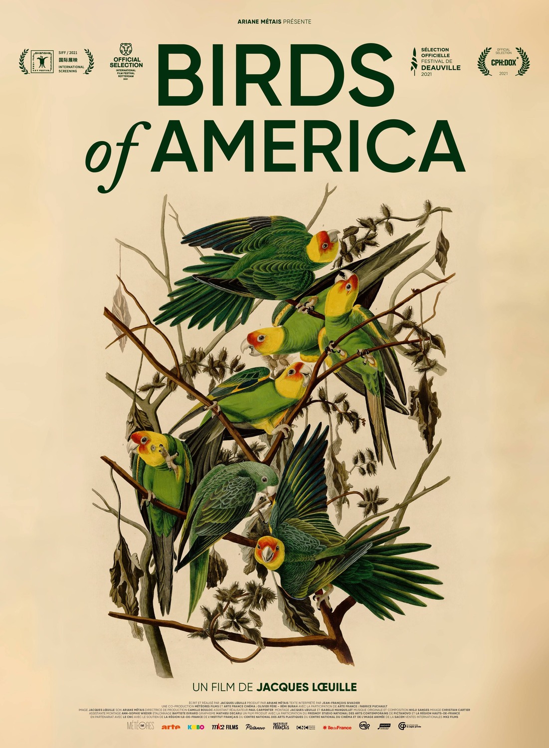 Extra Large Movie Poster Image for Birds of America 