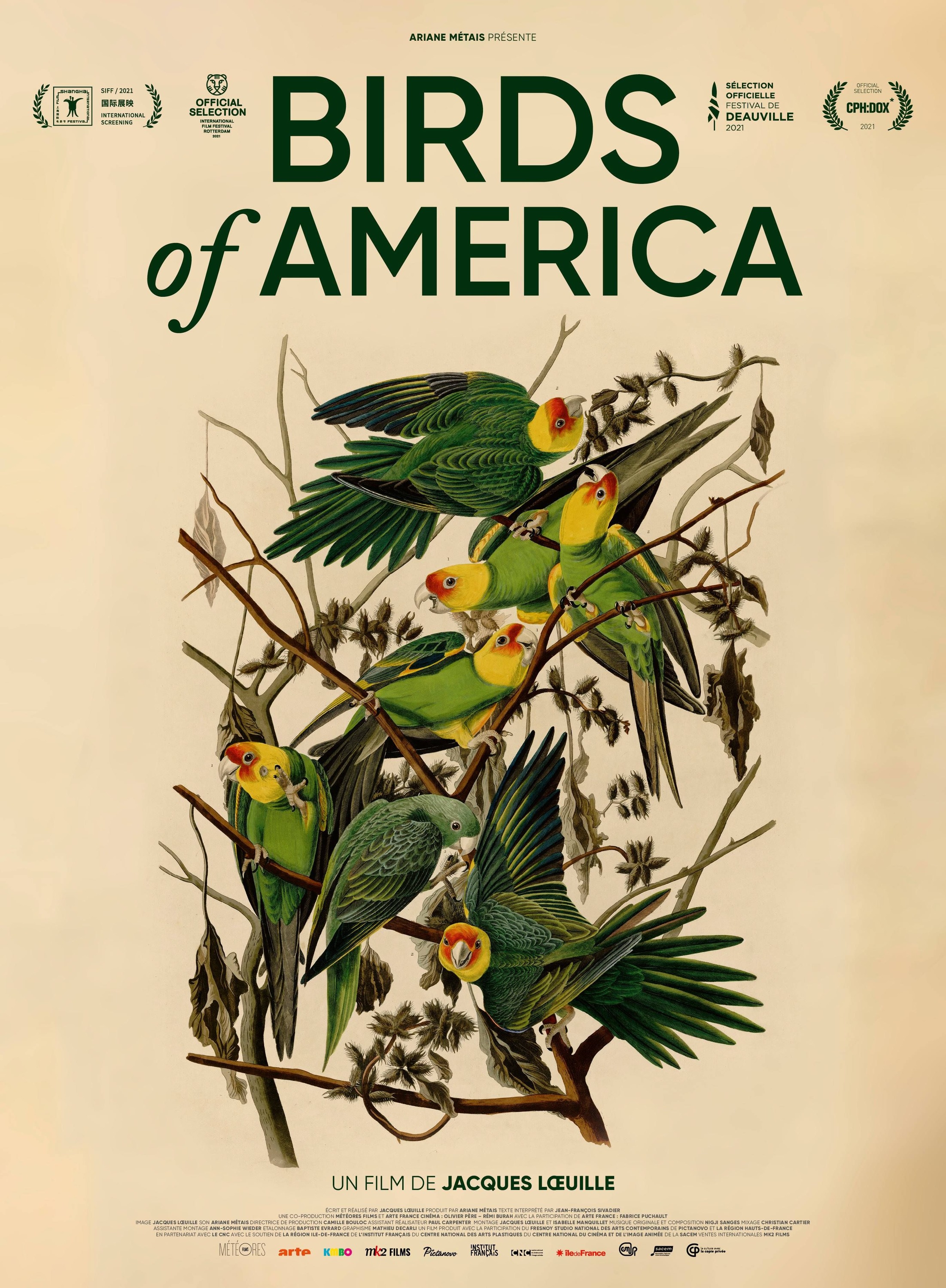 Mega Sized Movie Poster Image for Birds of America 