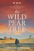 The Wild Pear Tree (2018) Thumbnail