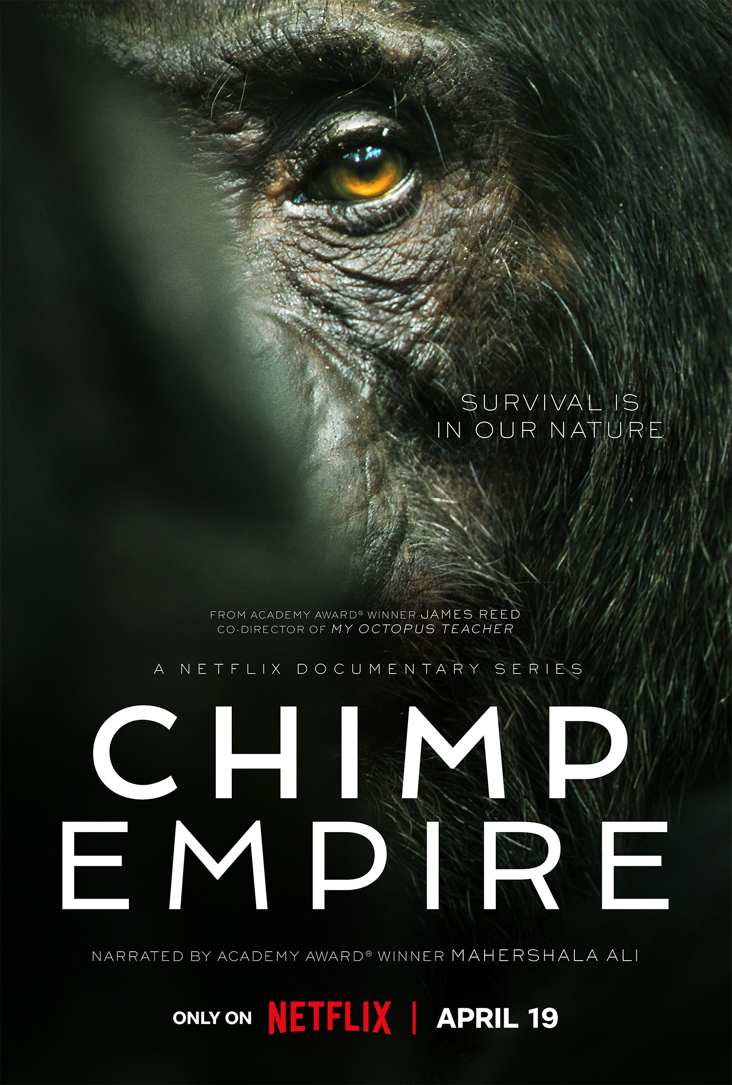 Mega Sized TV Poster Image for Chimp Empire (#1 of 2)