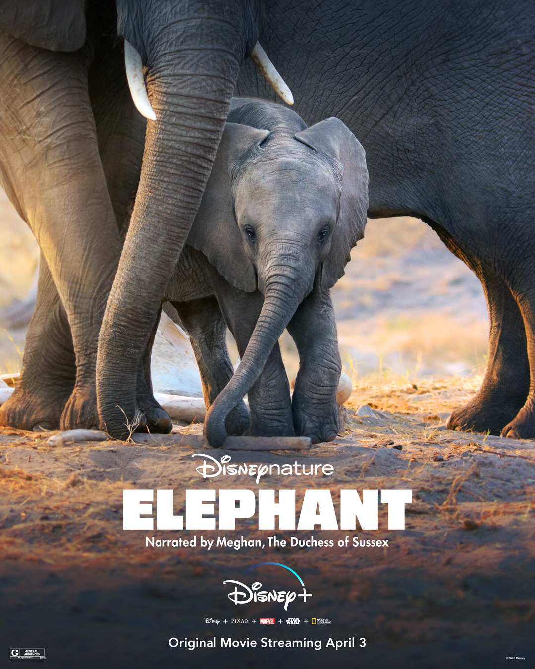 Extra Large TV Poster Image for Elephant 