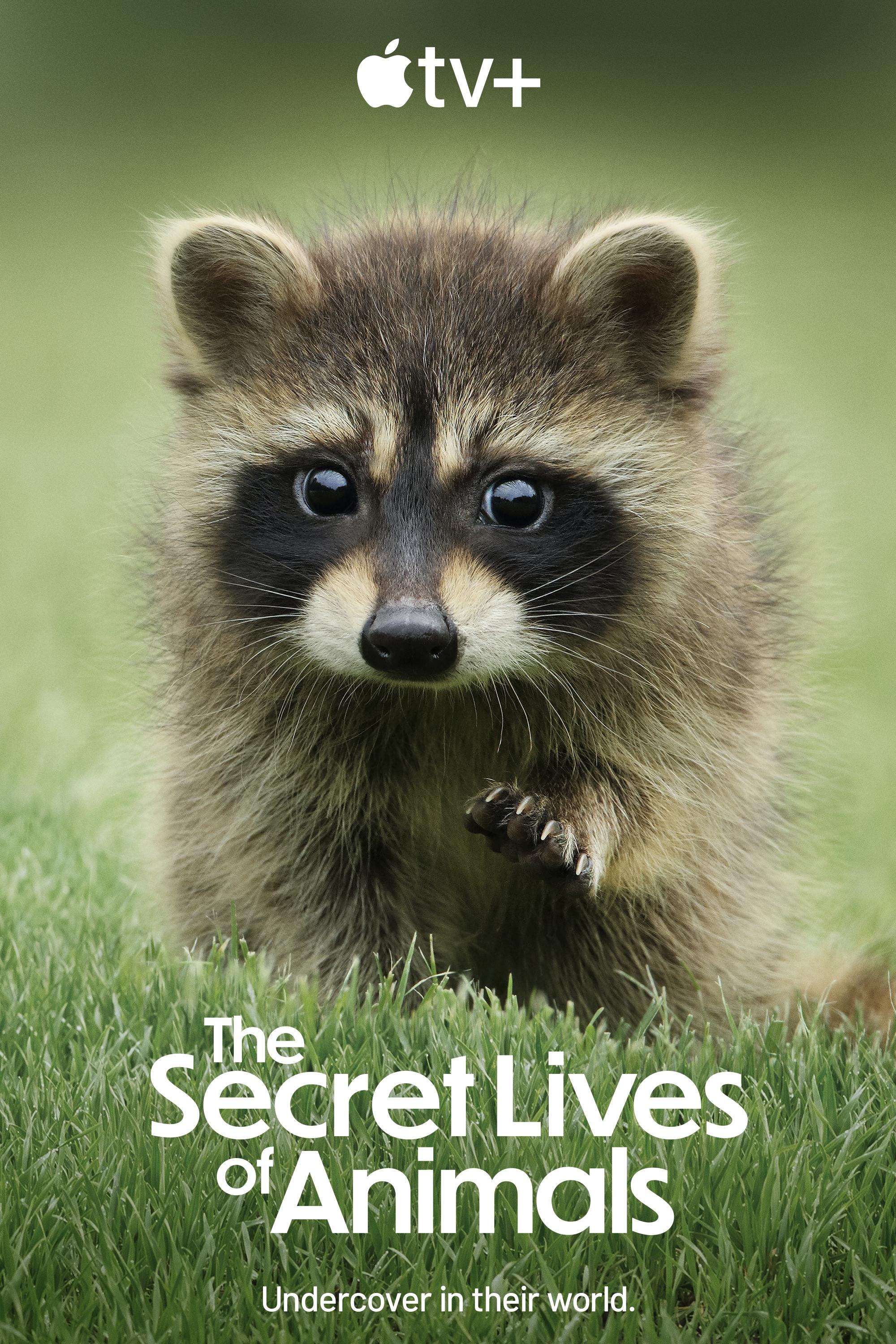 Mega Sized TV Poster Image for The Secret Lives of Animals 