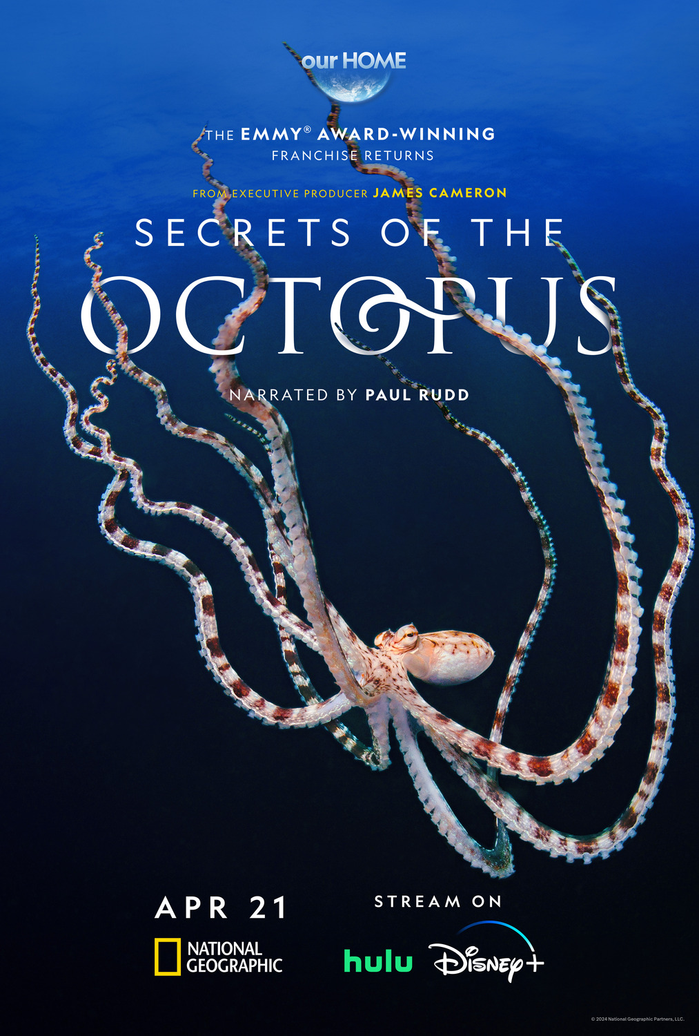Extra Large TV Poster Image for Secrets of the Octopus 
